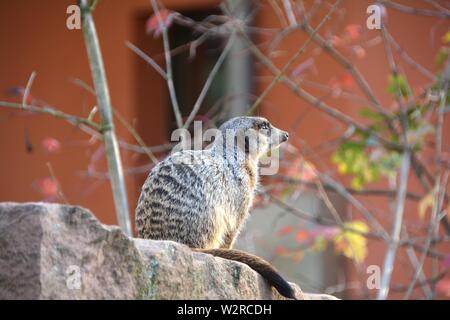 a watchful meerkat on a rock Stock Photo