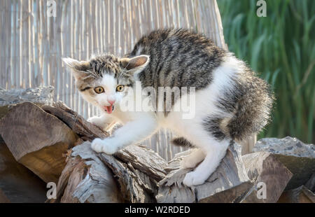 A young scared kitten, a tabby white European Shorthair, arches his back and hissing, the cat has staring eyes, pinned-back ears and puffed up his fur Stock Photo