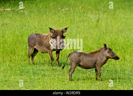 A large mature warthog, who will often associate with the females and their young within his territory though the bonding is tenuous. The nasal disc m Stock Photo