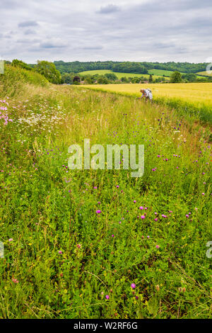 A Conservation Margin next to a field of Golden Barley in the Cotswolds Stock Photo