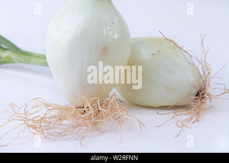 Two large hairy white onions on a white background - Freshly harvested onion - Close-up Stock Photo