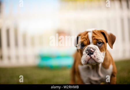 Portrait of a dog standing in his backyard. Stock Photo