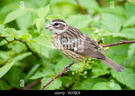 rose-breasted grosbeak, Pheucticus ludovicianus, female, perched in summer, Nova Scotia, Canada Stock Photo