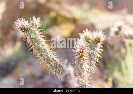 Closeup of Cane Cholla cactus backlight in Main Loop trail in Bandelier National Monument in New Mexico in Los Alamos Stock Photo