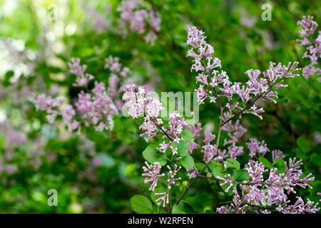 dwarf fragrant lilac variety called Syringa meyeri Palibin Stock Photo