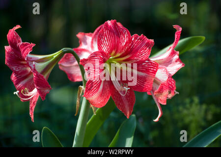 Large-flowered Amaryllis with huge blossoms. It is a bulbous plant with white, pink, or red flowers. It is popular at Christmas. Stock Photo