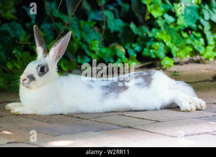 Close up photo shoot of a young white and grey rabbit pet resting on the pavement. Stock Photo