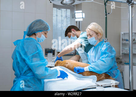 Veterinarians prepare the dog for an operation to clean the teeth. The dog is anesthetized on the operating table. Pet dentology concept. Stock Photo