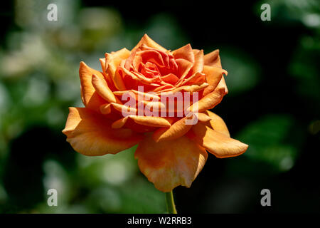 sunny close up of a single ashram floribunda rose head with bokeh background and detailed petals Stock Photo