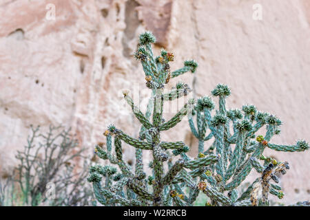Cane Cholla cactus in Main Loop trail in Bandelier National Monument in New Mexico in Los Alamos Stock Photo