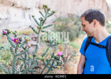 Cane Cholla cactus with vivid pink flower and man in Main Loop trail in Bandelier National Monument in New Mexico in Los Alamos Stock Photo