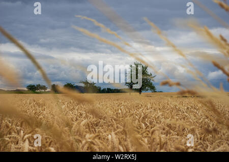 ripe wheat field in front of dramatic sky with storm clouds Stock Photo
