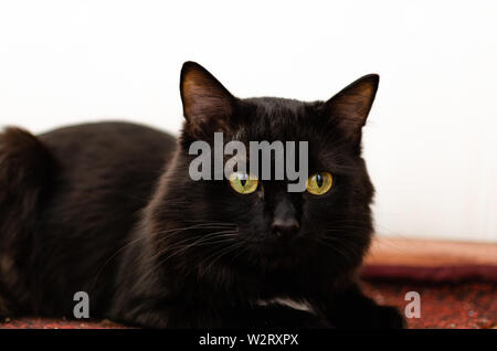 Beautiful black cat with big, green eyes on a light background. Stock Photo