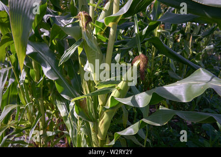 Fresh Corn on the Stalk.Corn ripening on the stalk. Stock Photo