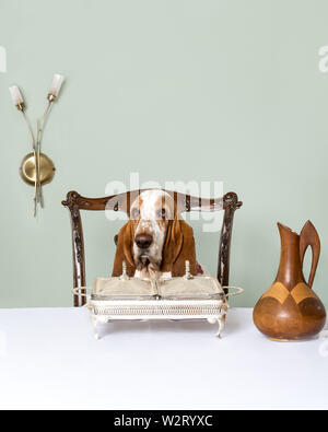 Basset Hound sitting at a table in a restaurant Stock Photo