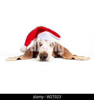 Tinkerbelle the Basset Hound wearing a christmas hat and laing on a white backgrand Stock Photo