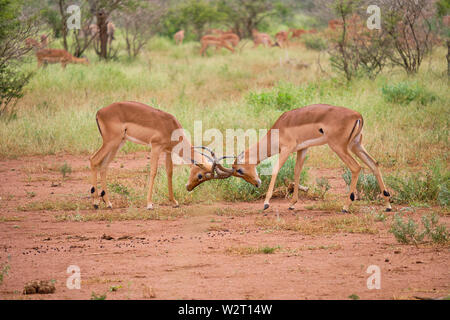 Two male common impala fighting for dominance locking horns, head bowed to the ground in dry plain Stock Photo