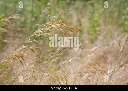 Steppe grass in the field, close Stock Photo