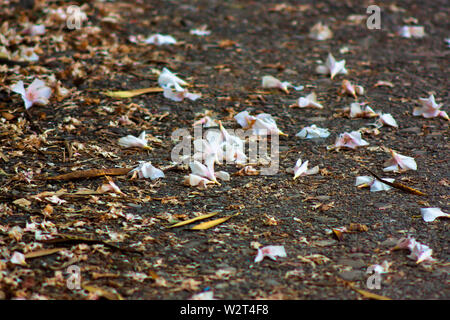 Fallen trampled oleander flowers on walkway path in late summer Stock Photo