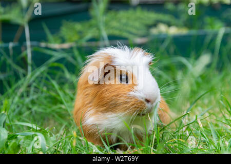 White brown guinea pig in the garden on green grass. Stock Photo