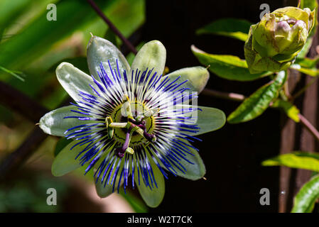 A blue passion flower (Passiflora caerulea)