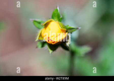 The opening flower of a staghorn cinquefoil (Potentilla × tonguei) Stock Photo