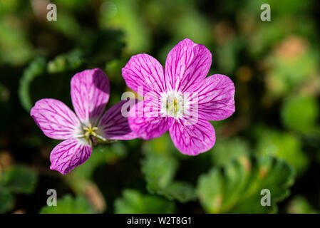 The flowers of a storksbill 'Bishop's Form' (Erodium × variabile 'Bishop's Form') Stock Photo