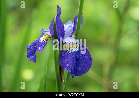 Closeup of a beautiful purple Siberian Iris covered in dew drops  on petals Canadian spring garden . Scientific name of plant is Iris sibirica. Stock Photo