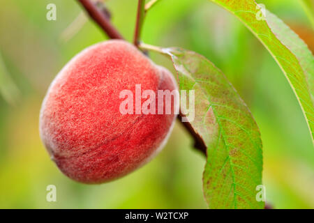 A large sweet peach fruit grows on a peach tree branch in a summer garden and gives a good harvest. Stock Photo