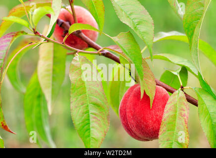 Bright sweet peach fruits grow on a branch of a peach tree in the summer garden and give an excellent harvest. Stock Photo