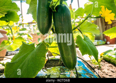 Socrates Cucumber, Cucumis Sativus, interior greenhouse, low angle viewpoint, growing and maturing out of bag in a greenhouse. A fast growing, robust plant that produces large crops of good quality cucumbers. ‘Socrates’ is an autumn-winter variety with a unique bitter-free taste. Socrates Organic cucumber seeds are parthenocarpic, so the plants can produce fruits without pollination Stock Photo