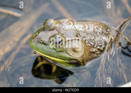Closeup of male American Bullfrog in pond,Ontario,Canada.Scientific name of this frog is Lithobates catesbeianus. Stock Photo