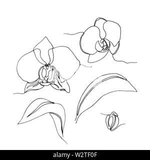 monochrome set of hand drawn orchid flowers and leaves, one single line drawing. isolated on white background. Stock vector illustration. Stock Vector