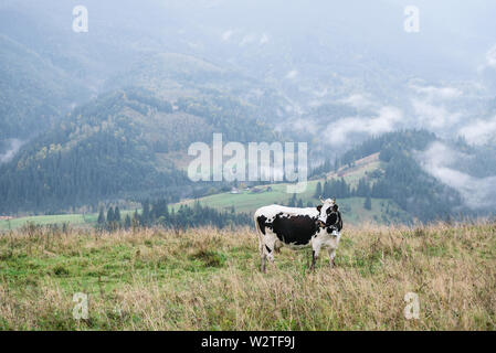 Spotted cow on pasture in the mountains. Autumn countryside view with fog