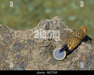 crab on coast try to grab one euro coin, concept of theft on vacation Stock Photo