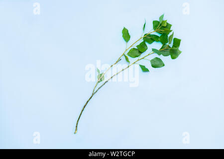 Young thin branch of popplar with green leaves in blue background. Youth, spring and nature associated image of tender cottonwood leaves in vivid back Stock Photo