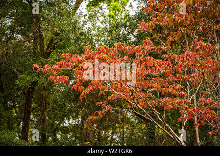 Dogwood tree sports fall color in North Central Florida. Stock Photo