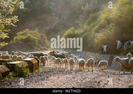 Grazing sheeps and goats in valleys of Pre-Himalayas. mountains of Sivalik Stock Photo