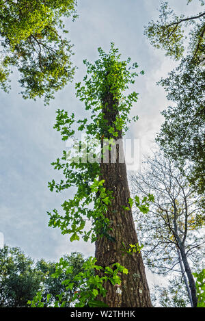 Lone Tree with new growth after being topped out, struggles to put out new growth for survival. Stock Photo