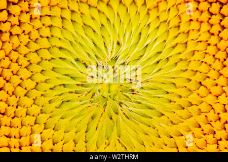 sunflower color texture, gradient color transition, impression Stock Photo