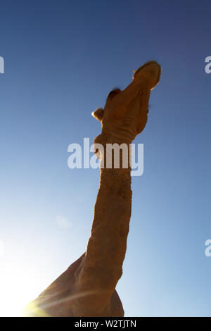 One-humped camel in bright sun of the desert and the dunes. Shooting an animal from unusual angles Stock Photo