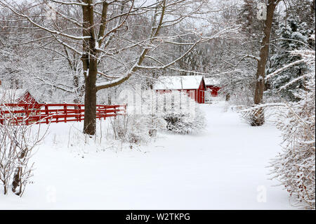 Scenic view with red barns and boundary in the covered by fresh snow woods. Morning after blizzard. Agriculture, farming and rural life at winter back Stock Photo