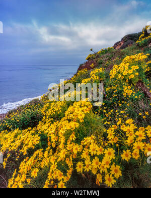 Coreopsis, Leo Carillo State Beach, Malibu, California Stock Photo