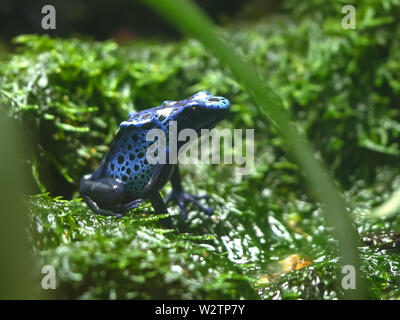 side view of a colorful blue poison frog sitting on moss Stock Photo