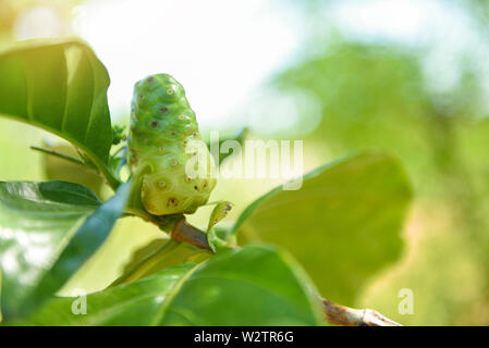 Noni fruit on tree nature herbal medicines / Other names Great morinda Beach mulberry or Morinda Citrifolia Stock Photo