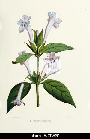 Flower-barleria-cristata Stock Photo