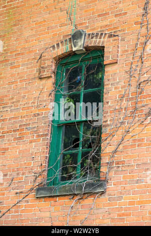 An ivy covered broken window in an old building in Michigan, USA. Stock Photo