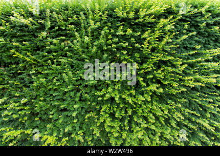 Green leaves wall texture for backdrop Stock Photo