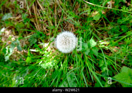 A Dandelion flower head in an English cottage garden Stock Photo