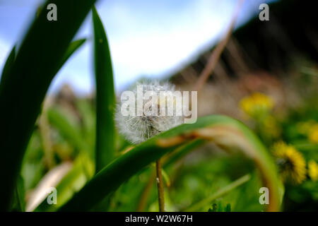 A Dandelion flower head in an English cottage garden Stock Photo